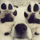 Hahn-Fernandez Canine Hardware available at Foo Fighters in West Point, Washington