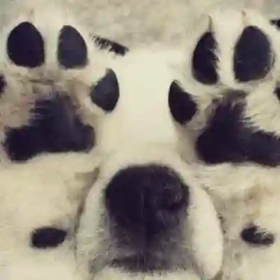 Image Alternative Text