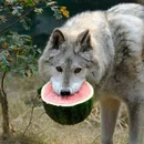 Beltran-Alexander Canidae available at Foo Fighters in West Point, Washington