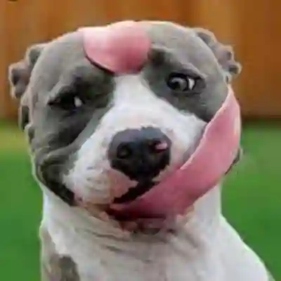 Image Alternative Text