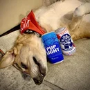 Arnold-Gray Blue Ribbon Pet Products available at Foo Fighters in West Point, Washington