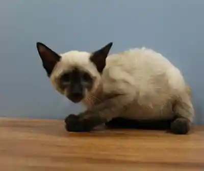 SIAMESE image