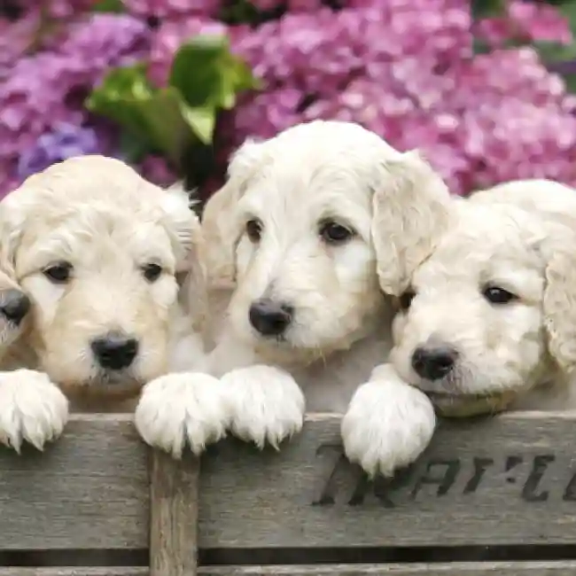 Labradoodle image