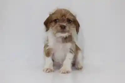 Bea-Tzu image