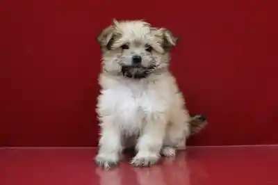 MALTIPOM image