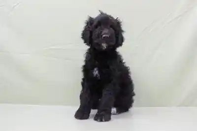 Goldendoodle 2nd Gen image