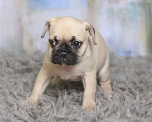 Frug image