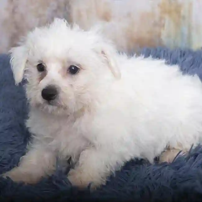 Wee-Chon image