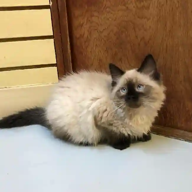 Domestic Kitten image