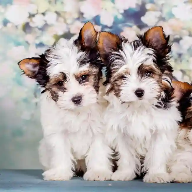 Biewer Terrier image