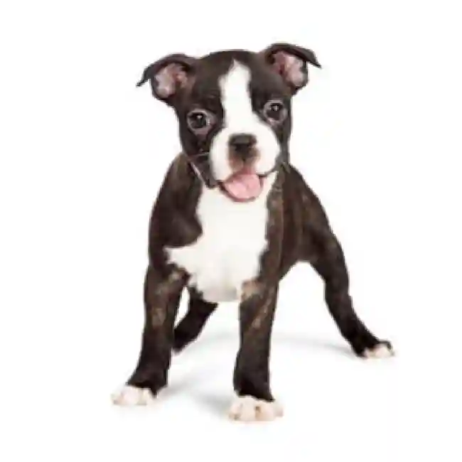 Boglen Terrier image