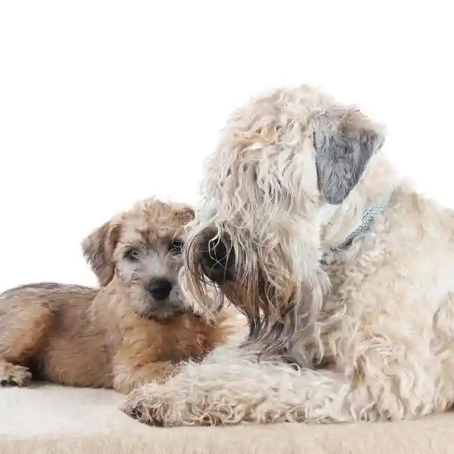 Soft Coated Wheaten Terrier image
