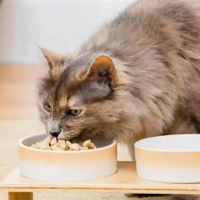 British Shorthair image