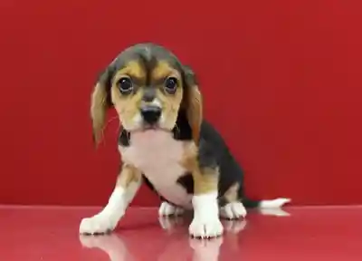 Beaglier image