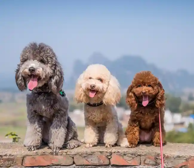 Poodle image
