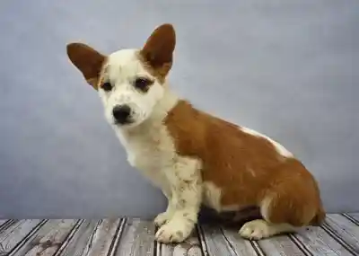 Cowboy Corgis image