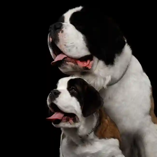 Saint Bernard image