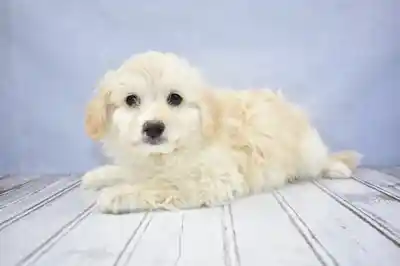 Eski-Poo image