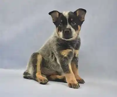 Australian Cattle Dog image