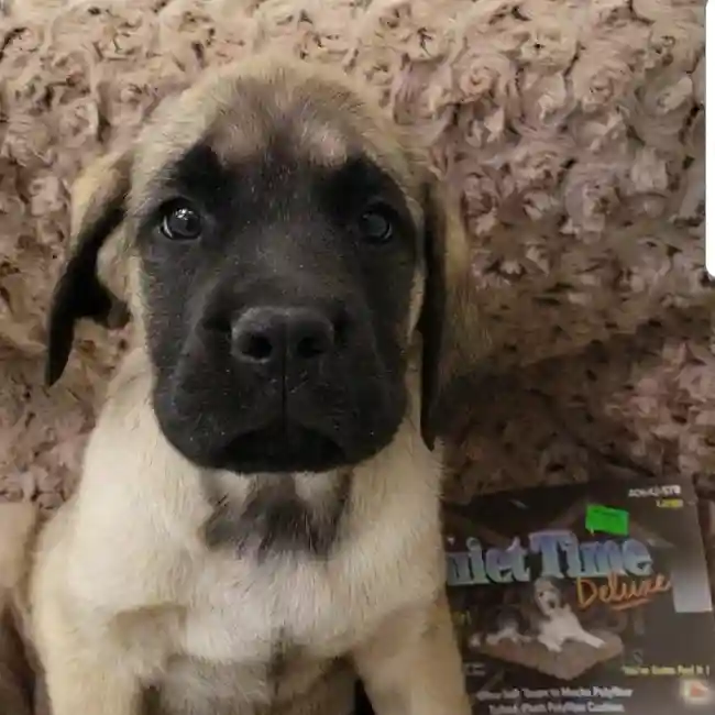 English Mastiff image
