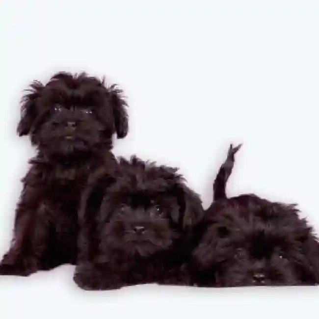 Affenpinscher image