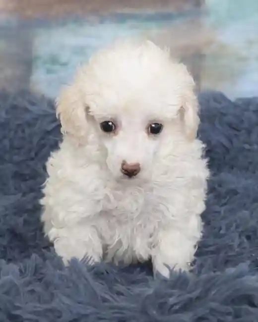 Poodle Toy image