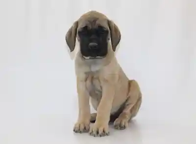 English Mastiff image
