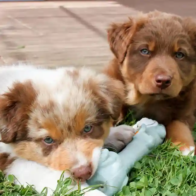 Australian Shepherd image