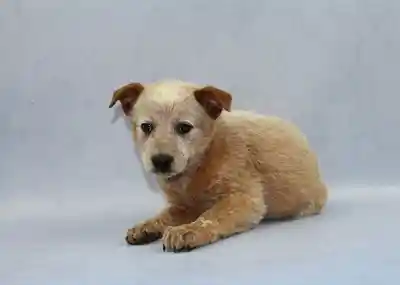 Australian Cattle Dog image