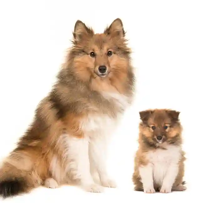 Sheltie image