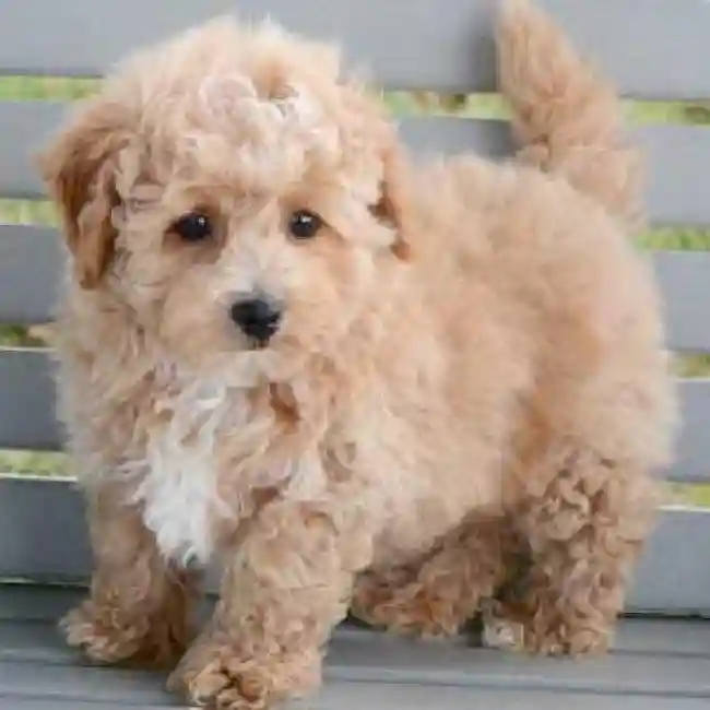 Bichon-Poodle image