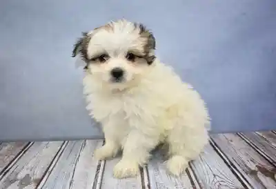 MALTIPOM image