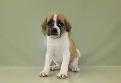 Ori Pei-Puggle image