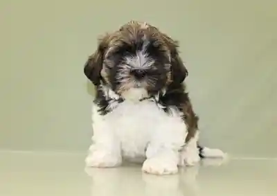 HAVA TZU image