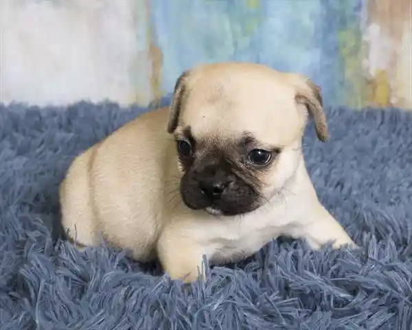Frug image