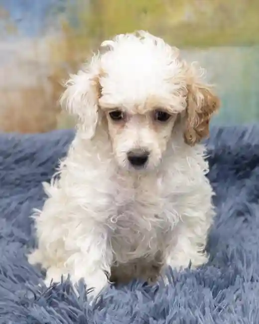 Poodle Toy image
