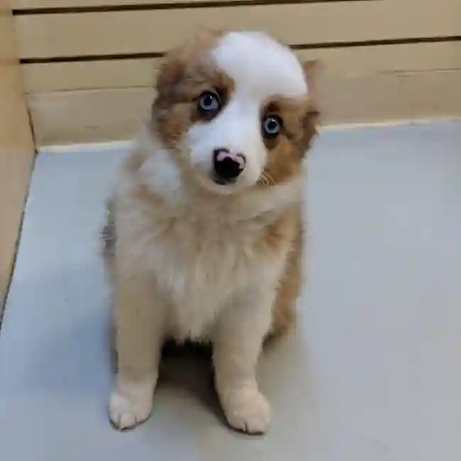 Toy Australian Shepherd image