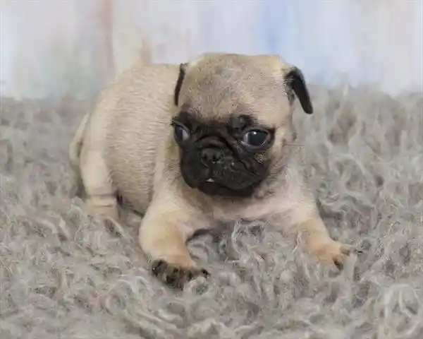 Pug-A-Poo image