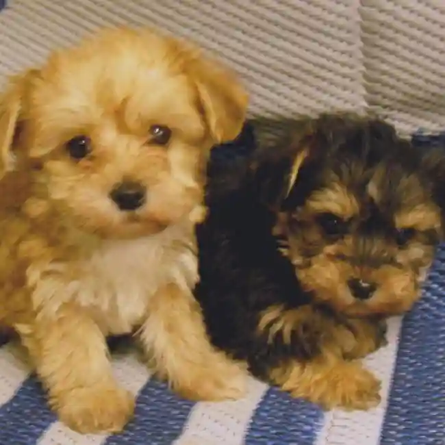 Yorkie-Poo image