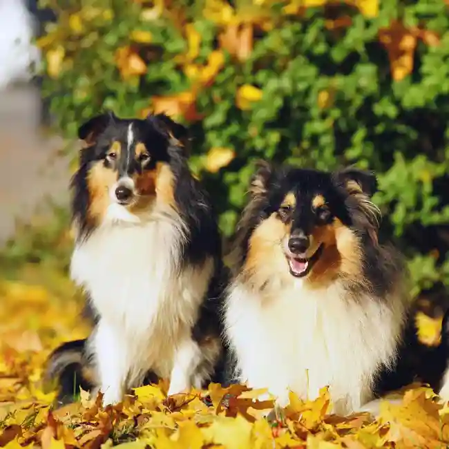 Collie image