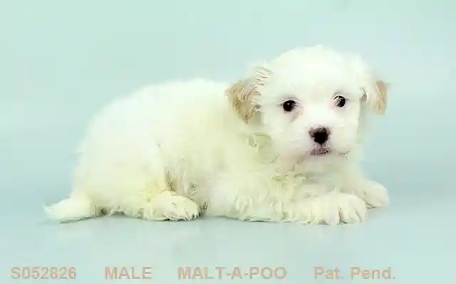 Malt-A-Poo image