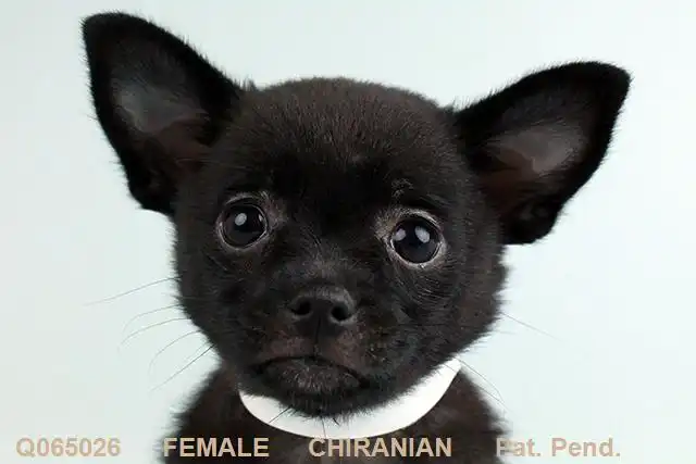 Chiranian image