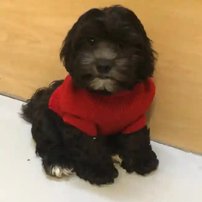 Lhasa-Poo image