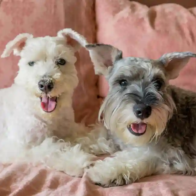 Miniature Schnauzer image