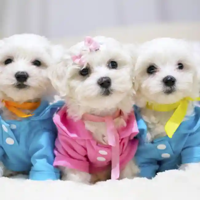 Maltese image