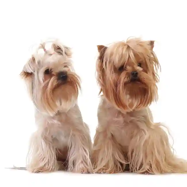 Yorkshire Terrier image