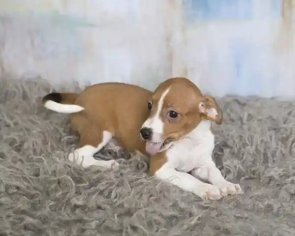 Italian Greyhuahua image