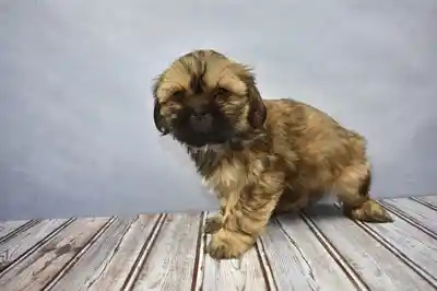 Shih-Apso image