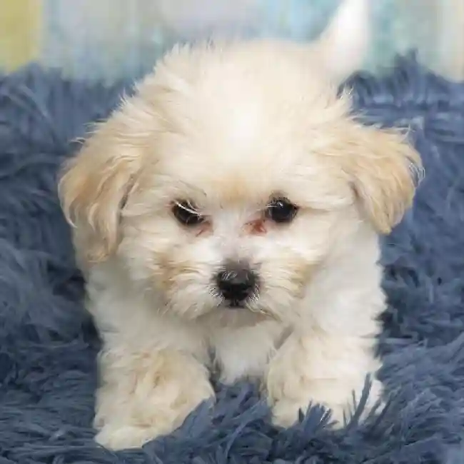 Shih-Poo image