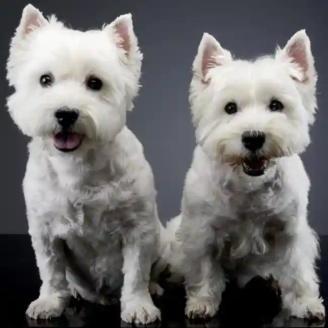 West Highland White Terrier image
